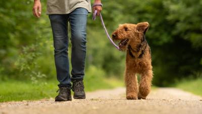 I'll help walk your dog