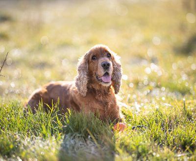 Can anyone give me advice on some behaviour issues from my Cocker Spaniel?